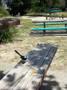 פשוש מקומי במרימבולה.