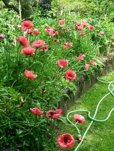 יאיר מה שלום הפרגים ליד התאנה?