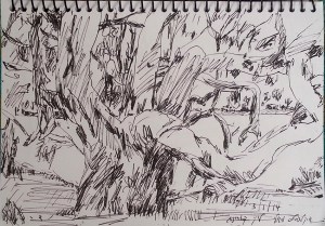 אקליפטוס המאלי על לייק לסלס