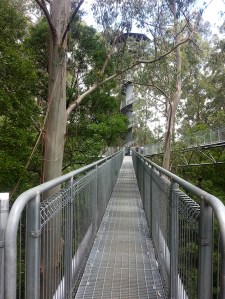 עצי אקליפטוס, עמודי שחקים בגובה 100 מטר.