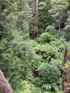 אוטווי-פליי