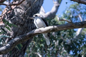 הקוקברה. מין שלדג גדול עם צחוק גדול וסהרורי. הציפור עומדת מעל לקראוואן וצוחקת עלינו.
