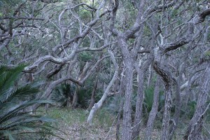 יער הגשם בסאות' דורס ניו סאוז וויילס
