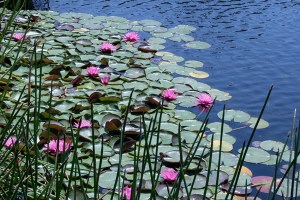 עוד אחת ליאיר