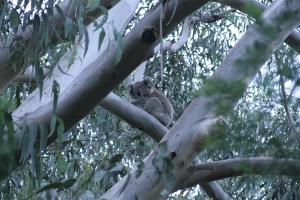 קואלת המחמד שלנו