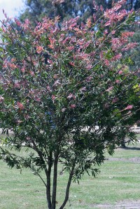 פינת הפרח מוקדשת למישקה..