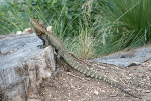 גואנה קטנה. החיות האלה רצות בין הרגלים.
