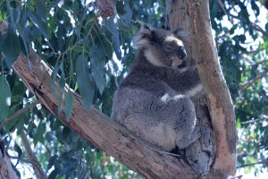 בלוע טאואר היל