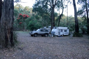 העץ האדום בטימבון.