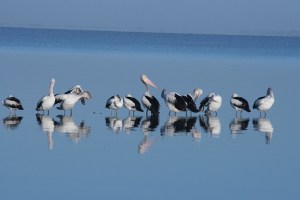 עוד אחת אחרונה מלייק אלברט..