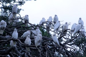 מופע התוכים בכייפ ג'רוויס